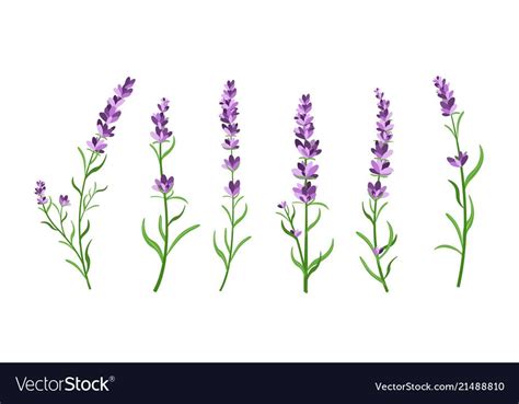 Vector illustration set of lavender flowers elements. Botanical illustrations of lavender ...