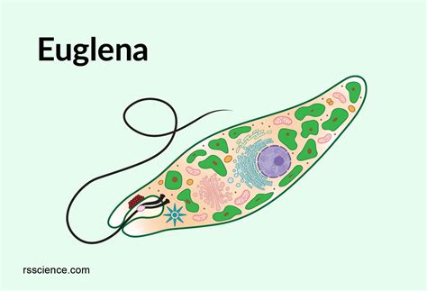 Euglena under a microscope - anatomy, reproduction & facts - Rs' Science