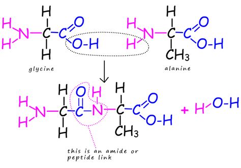 making a dipeptide molecule