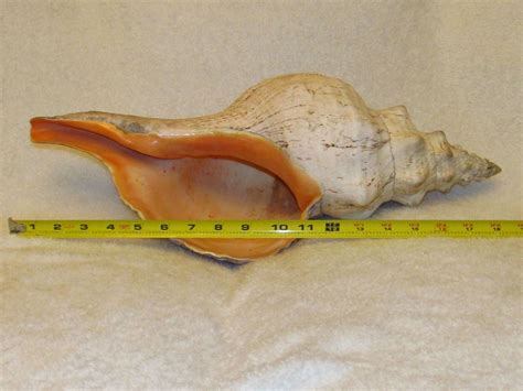 Huge Horse Conch Gigantic Seashell ~ 19" ~ 6lbs 5oz | eBay | Sea shells, Conch, Horses