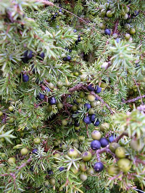 Juniper Berries Quinine at Lewis Gargano blog