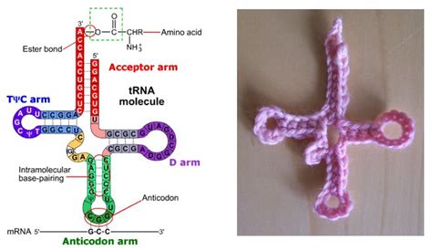 Wunderkammer: How to crochet RNA secondary structure (with tRNA pattern)