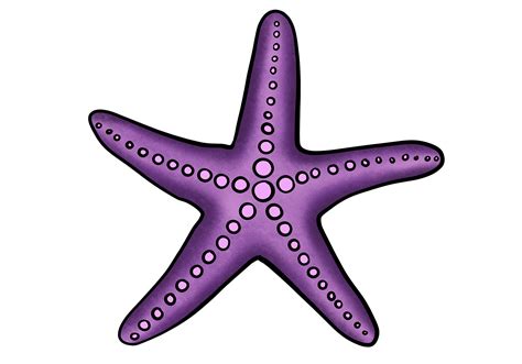 Starfish Drawings