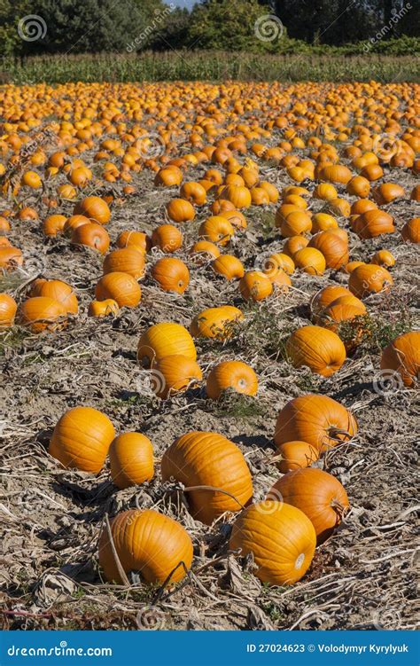 Pumpkin field stock image. Image of decoration, agriculture - 27024623