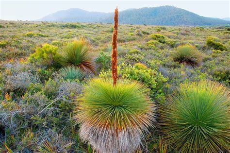 australian grass tree - Google Search | Australian trees, Australian photography, Flora