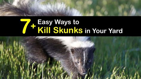 7+ Easy Ways to Kill Skunks in Your Yard