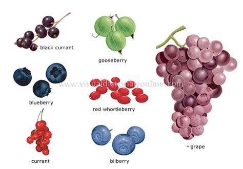 FOOD & KITCHEN :: FOOD :: FRUITS :: BERRIES [1] image - Visual ...