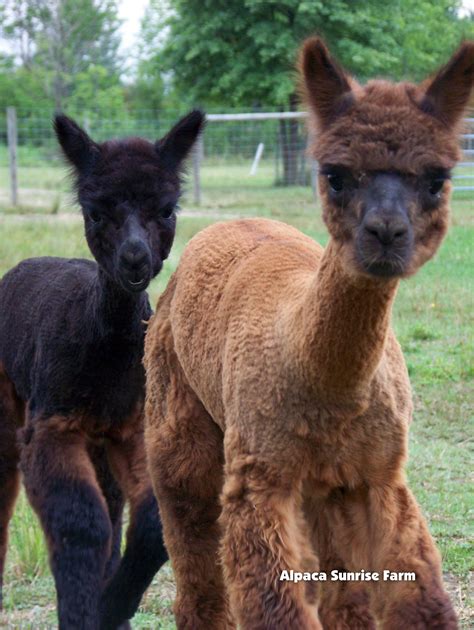 HUACAYA CRIAS. Alpaca Sunrise Farm is a full-service Alpaca farm since ...