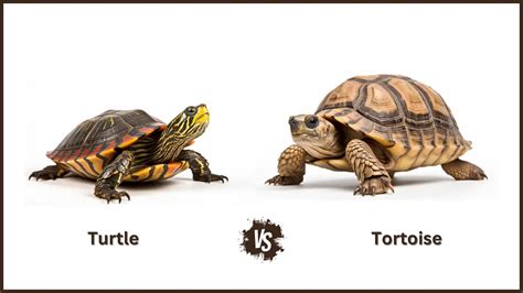 Turtle vs Tortoise As a Pet: Which One To Choose and Why?