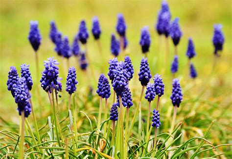 Wild Grape Hyacinth Flowers Photograph by Gaby Ethington - Fine Art America