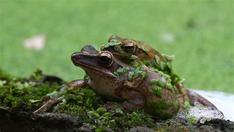 Breeding Frogs Stock Footage Video 2933038 - Shutterstock