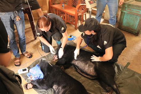 Two endangered moon bear cubs safe in sanctuary after rescue from ...