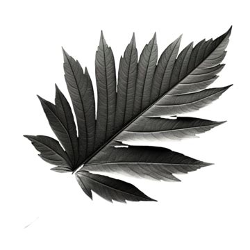 Silhouette Of Black Leaf, Leaves, Black, Leaf PNG Transparent Image and Clipart for Free Download