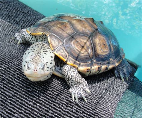 The remarkable effects of "Brackish Water" | Tortoise Forum