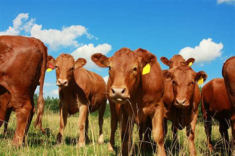 470+ Red Angus Cattle Stock Photos, Pictures & Royalty-Free Images - iStock