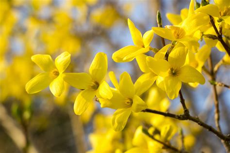 Forsythia Care Guide: How to Grow Forsythia in Your Garden - 2024 ...