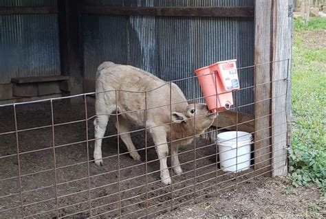 Orphan Calf Care