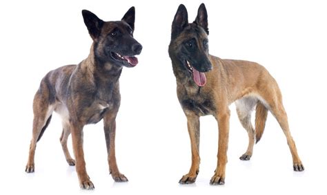 Dutch Shepherd Vs Belgian Malinois - Two Different Working Dogs