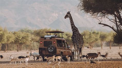 11 Places to Encounter Abu Dhabi's Nature and Wildlife | Experience Abu ...