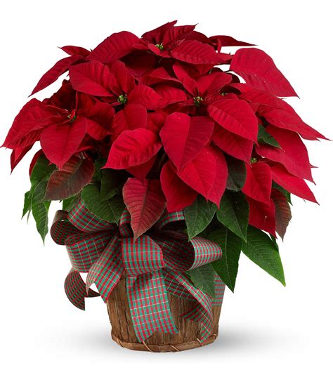 507 - Poinsettia Plant - Large – Silver Horse Florist