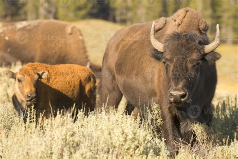 Buffalo Bison in Yellowstone 12205263 Stock Photo at Vecteezy