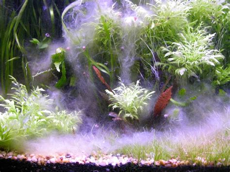 Freshwater Aquarium Algae