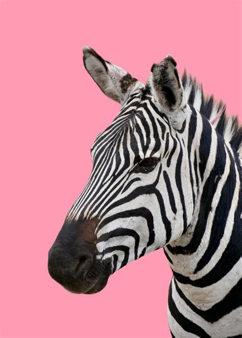 Pink Zebra Wallpaper