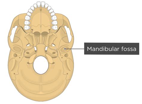 Skull Bone Markings - Inferior View - Part 2