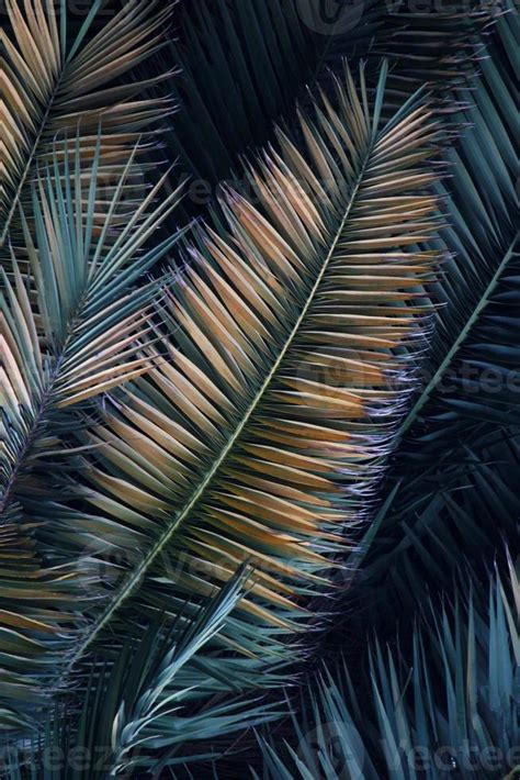 palm tree leaves background 11910123 Stock Photo at Vecteezy