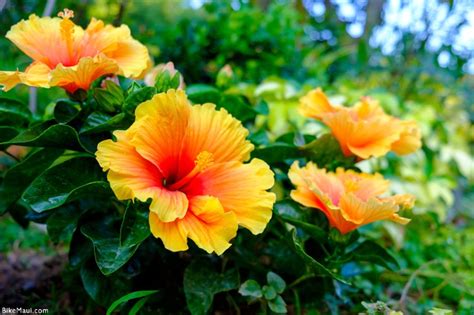 The Flowers of Hawaii - Your Flower Identification Guide on Maui