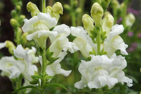 Antirrhinum majus 'Royal Bride' - gardenersworld.com