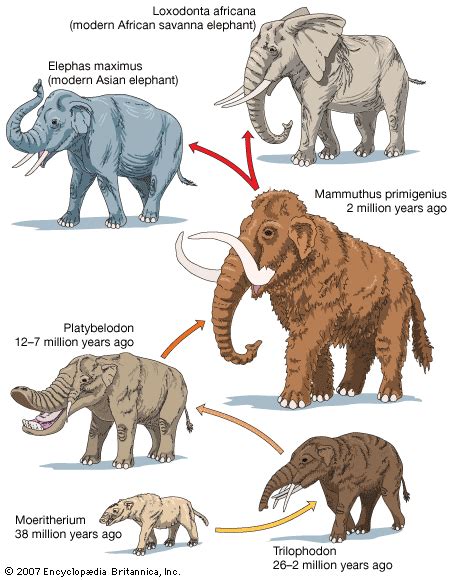 Topic 10: Evolution - Mrs. Sumerix