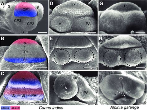 Stamen development processes of C. indica and A. galanga. (A-C) Stamen... | Download Scientific ...