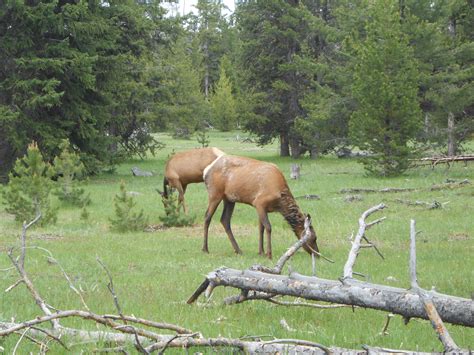 Elk in Yellowstone National Park | Yellowstone national park ...