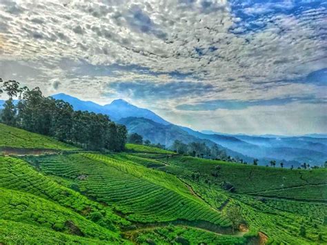 The Best Munnar Resorts & Homestays to Enjoy Vacation With Family & Friends