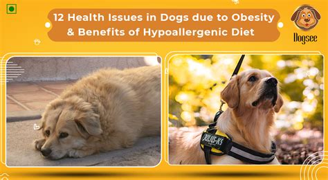 12 Health Issues in Dogs due to Obesity | Dogsee