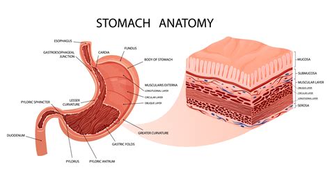 Stomach anatomy. Detailed infographic with mucosa and muscle layers visualisation. 23074060 ...