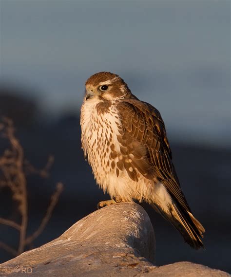 Just A Shot That I Like… #14 – Prairie Falcon Warming In The Early Morning Sun « Feathered ...