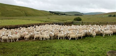 Cheviot Sheep Society | Cheviots