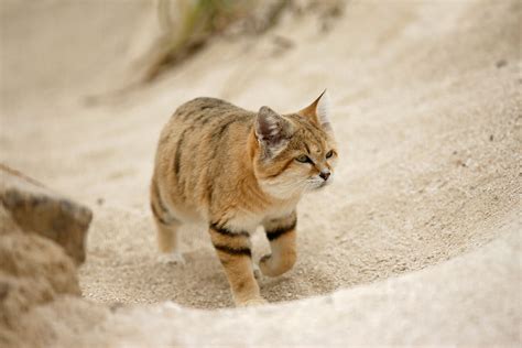 Elusive Arabian sand cat spotted after 10 years' disappearance | New Scientist