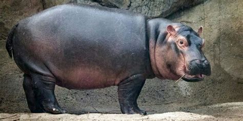 Fiona The Hippo, A Viral Star, Is About To Celebrate Her First Birthday