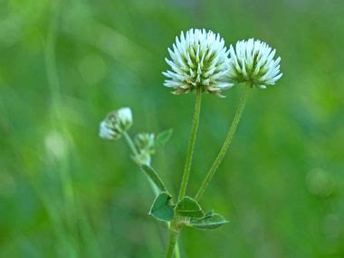 White Clover: Pictures, Flowers, Leaves & Identification | Trifolium repens