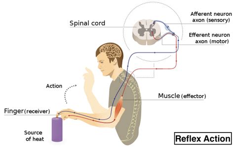 Reflex Arc Diagram Labeled