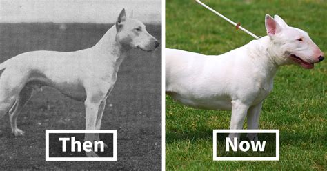 15 Pics Of Popular Dogs Breeds Showing How They Changed Over The Last 100 Years | DeMilked