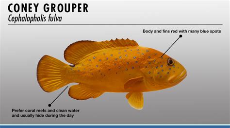 Grouper Identifier | FISHTRACK.COM