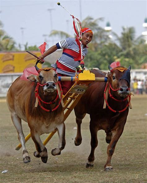 Karapan Sapi, Tradisi, Pesta, dan Prestise Rakyat Madura