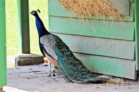 Peacock Free Stock Photo - Public Domain Pictures