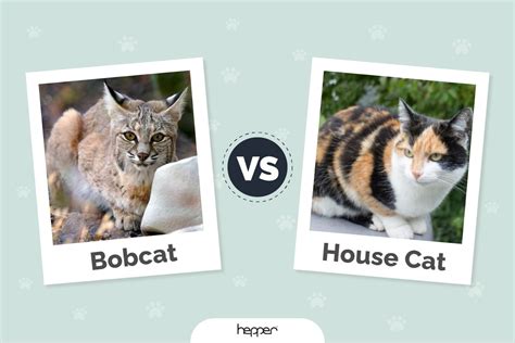 Bobcat vs House Cat - Key Diferrences (With Pictures) | Hepper