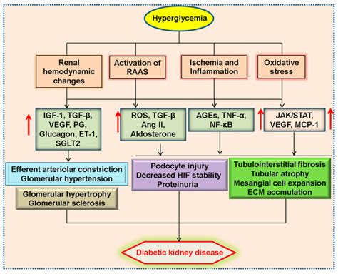 Conventional pathophysiology of diabetes kidney disease. Diabetic... | Download Scientific Diagram