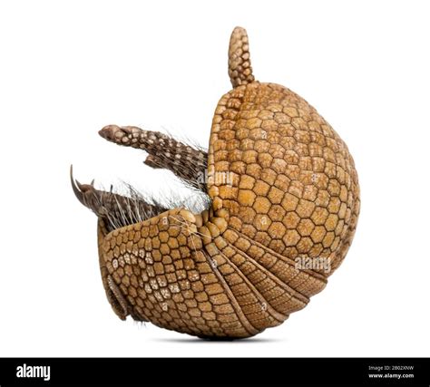 Brazilian three-banded armadillo rolling, Tolypeutes tricinctus - 4 years old Stock Photo - Alamy